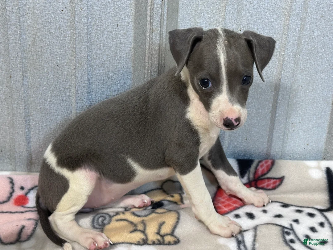 Italian Greyhound dogs for sale: Bo Peep - Ad 1