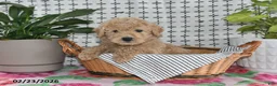 Goldendoodle dogs for sale: Ralph - Ad 5