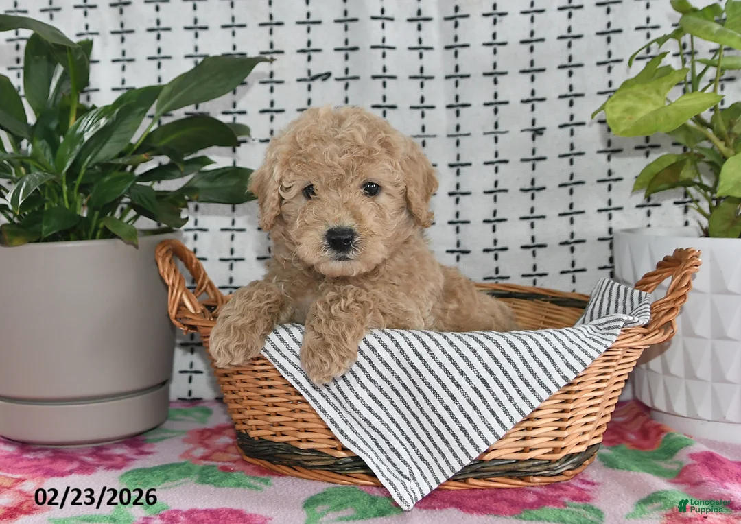 Goldendoodle dogs for sale: Ralph - Ad 5