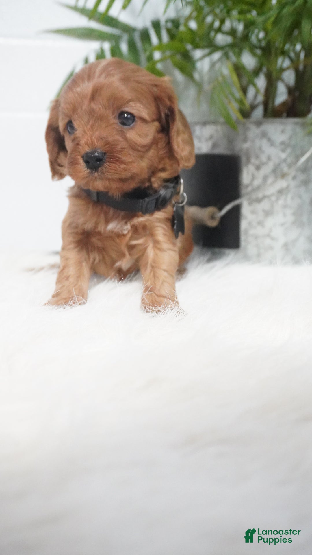 Cavapoo dogs for sale: Brock - Ad 2