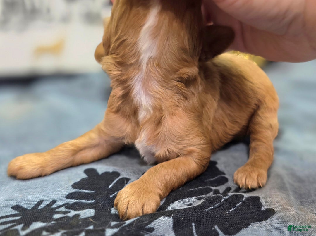 Cavapoo dogs for sale: Flannel - Ad 5