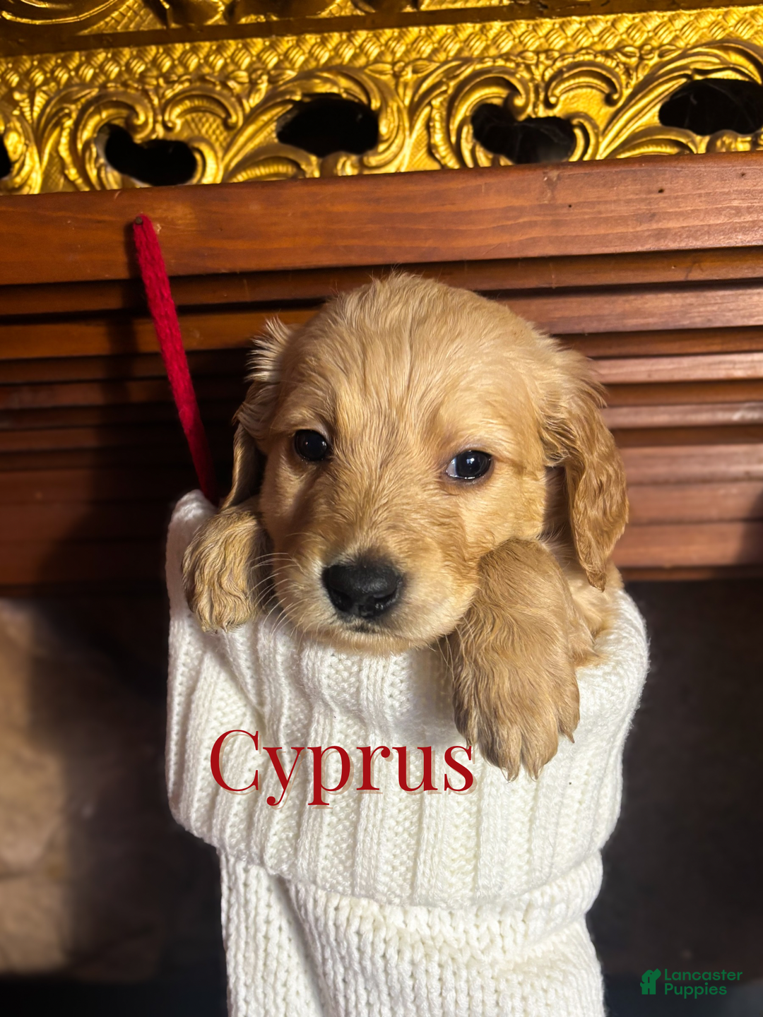 Goldendoodle dogs for sale: Cyprus - Ad 3