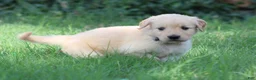 Golden Retriever dogs for sale: Franklin - Ad 5