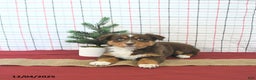 Australian Shepherd dogs for sale: Tinsel - Ad 5