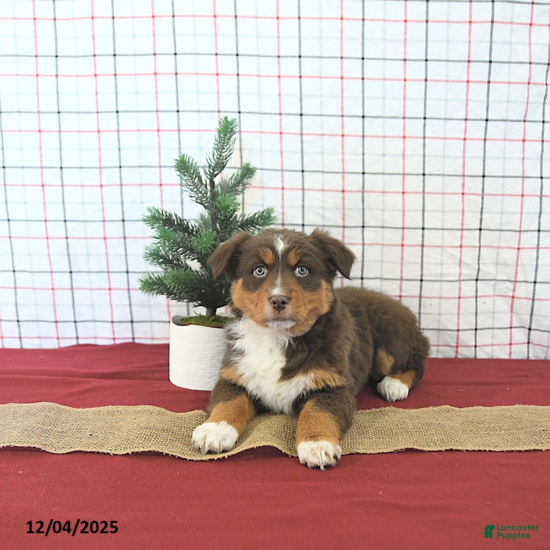Australian Shepherd dogs for sale: Tinsel - Ad 5