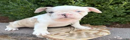 French Bulldog dogs for sale: Dina  - Ad 3