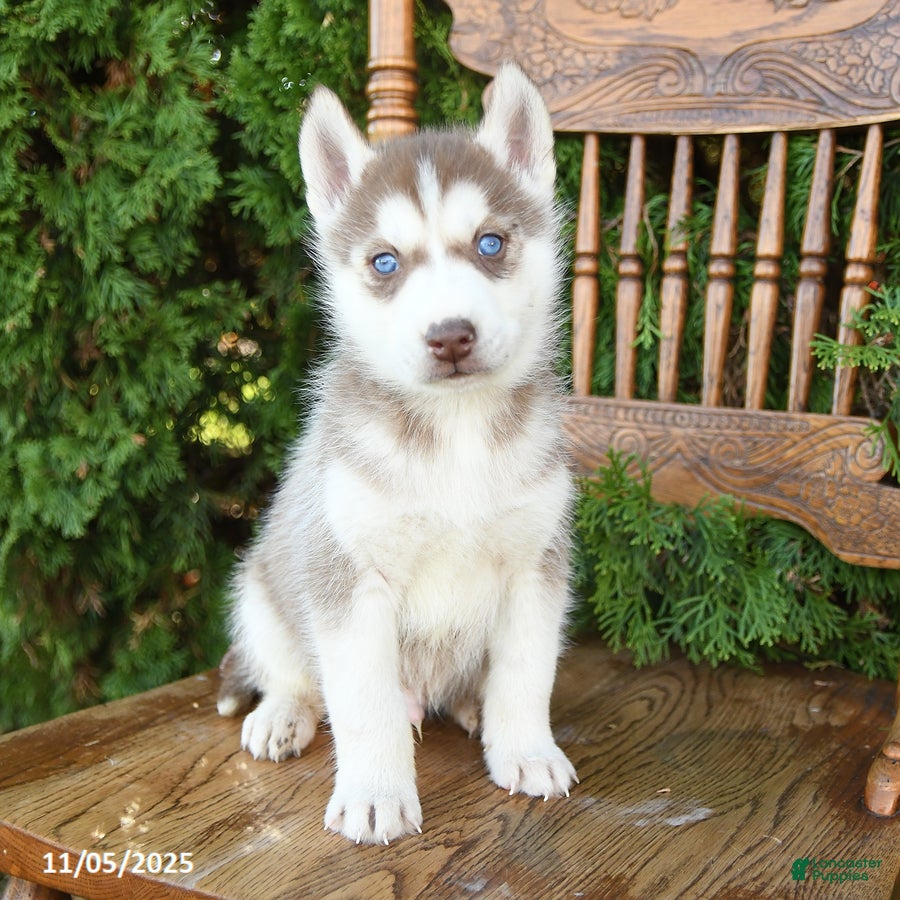 Siberian Husky Puppies for sale Lancaster Puppies