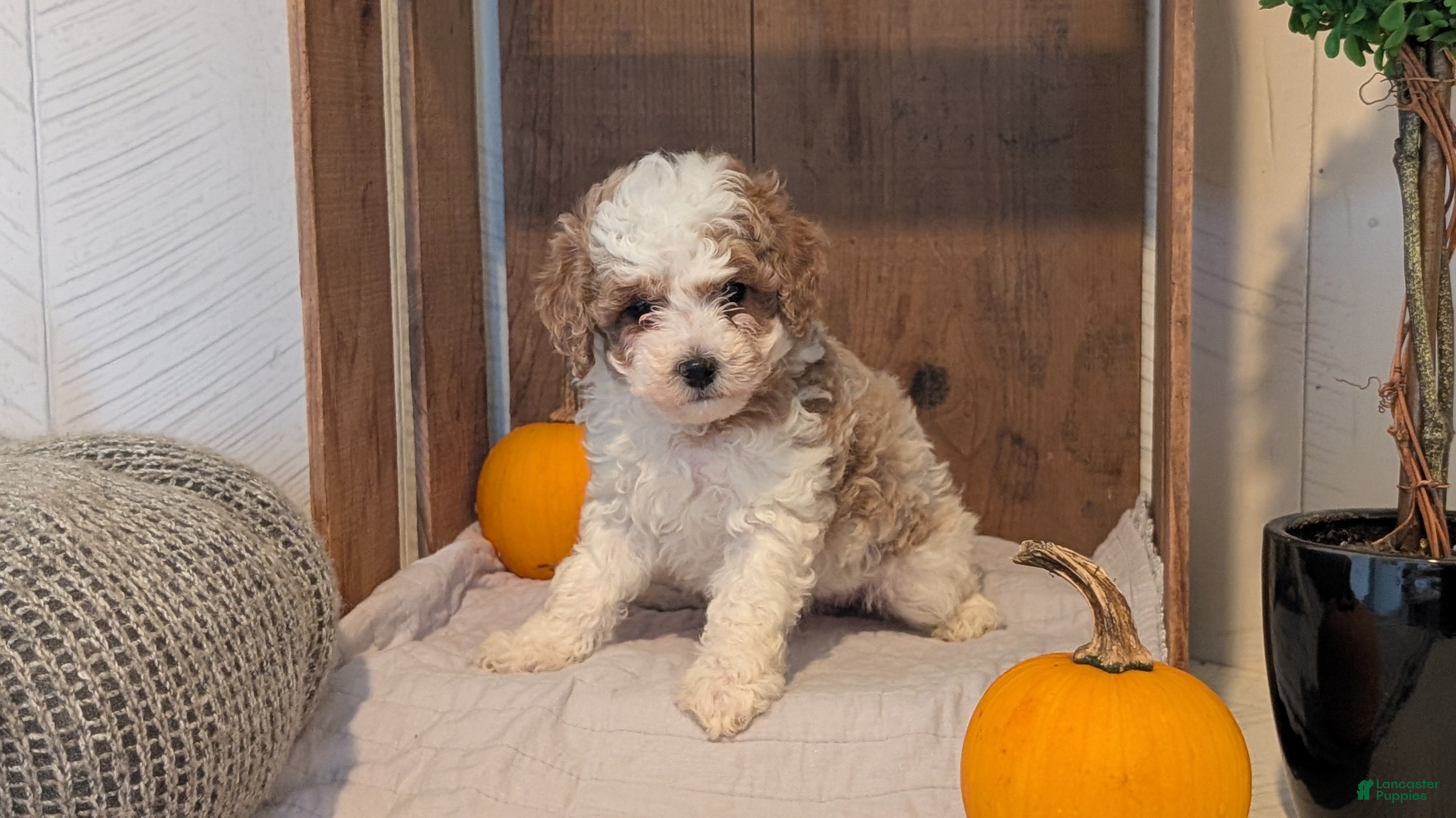 Miniature Poodle dogs Lyla - Ad 2