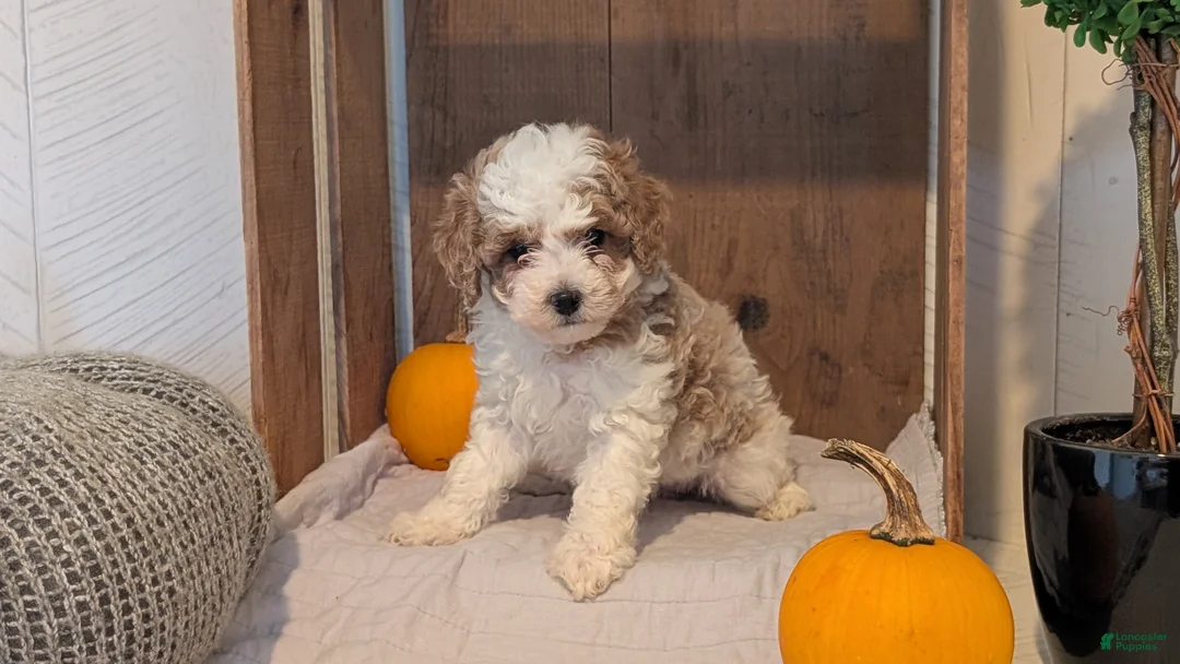 Miniature Poodle dogs for sale: Lyla - Ad 2