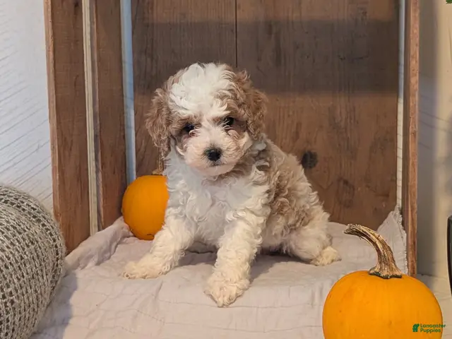 Miniature Poodle dogs Lyla - Ad 2