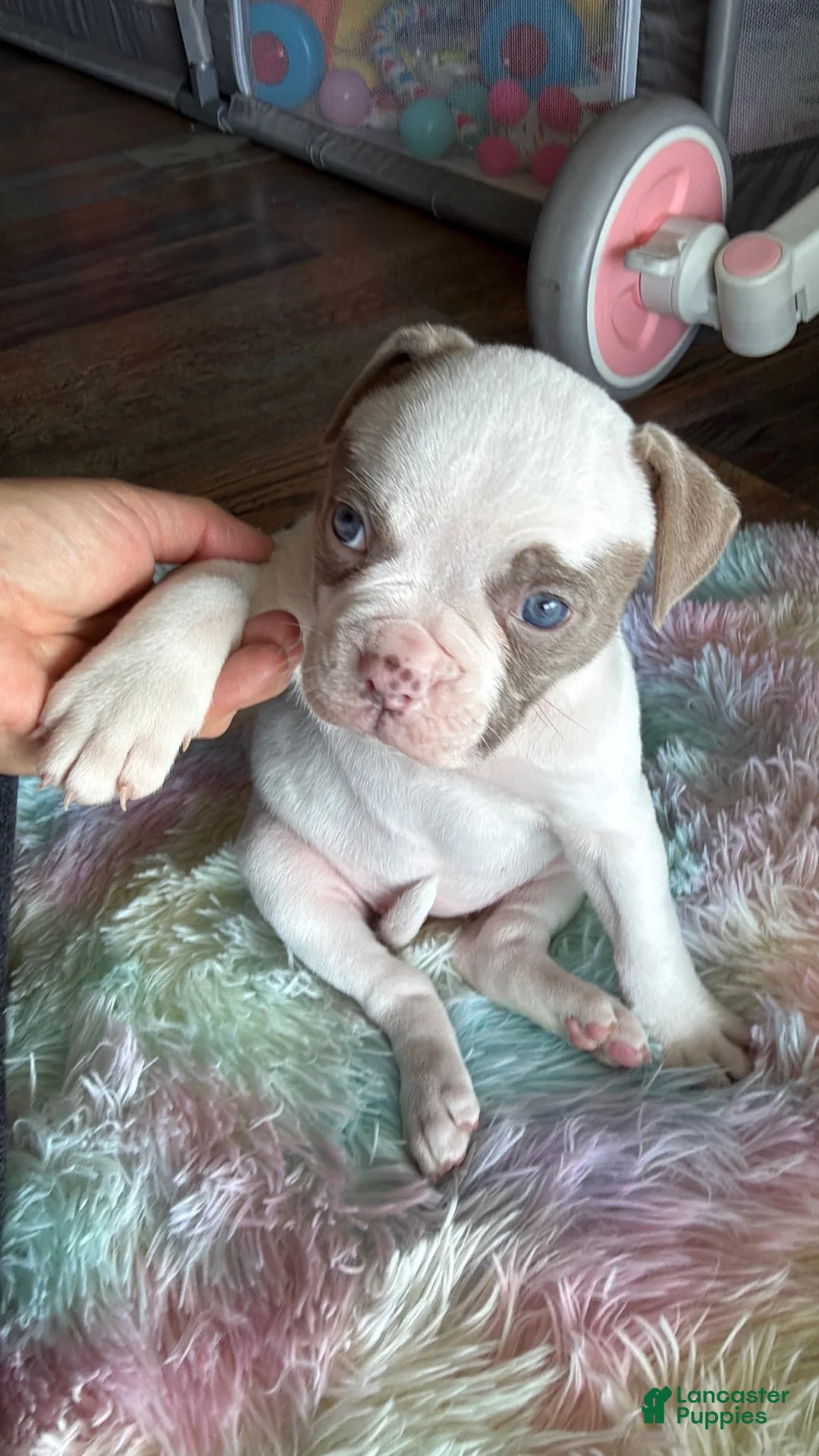 American Bulldog dogs for sale: American Bulldog Puppy 7 - Ad 1