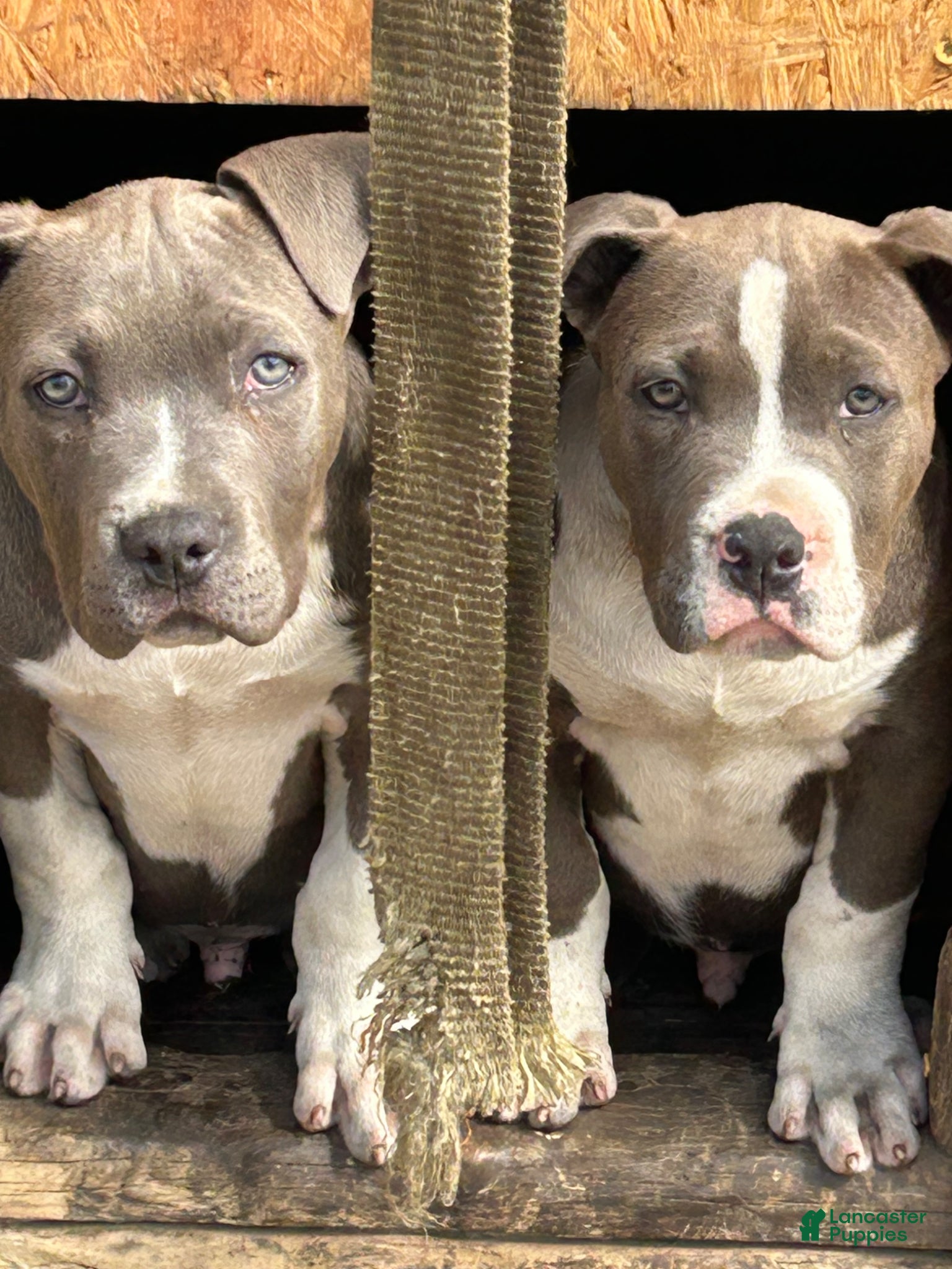 American Bully dogs American Bully Puppy 2 - Ad 19