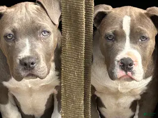 American Bully dogs American Bully Puppy 2 - Ad 19