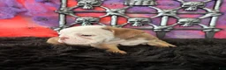 English Bulldog dogs for sale: Bonno - Ad 5