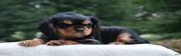 Cavalier King Charles Spaniel dogs for sale: Trixy - Ad 9