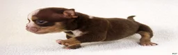 American Bully dogs for sale: Chocolate Tri Merle Female - Ad 5