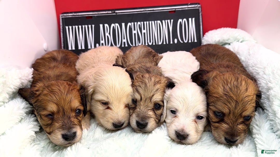 Miniature Dachshund dogs for sale: Eng cream - Ad 4