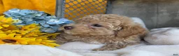 Toy Poodle dogs for sale: Ricky - Ad 7