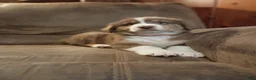 Australian Shepherd dogs for sale: Buddy  - Ad 6