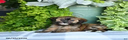 Maltipoo dogs for sale: Paisley - Ad 4