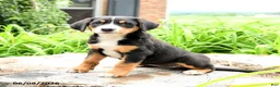 Greater Swiss Mountain Dog dogs for sale: Heidi - Ad 3
