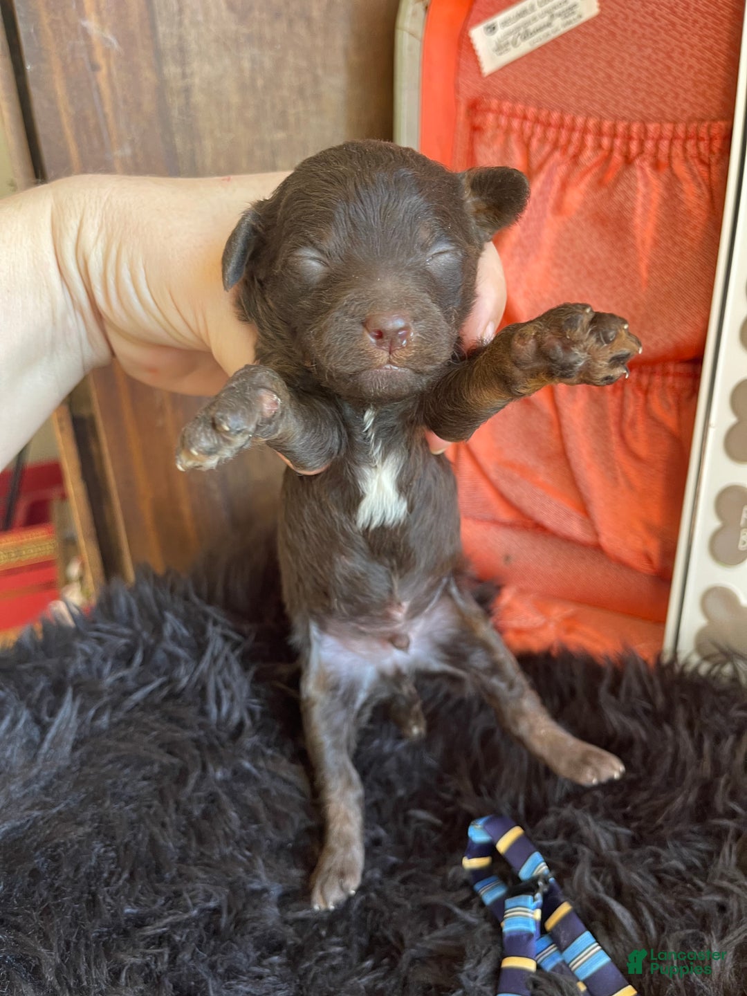 Miniature Poodle dogs for sale: Akc Clear Chocolate Phantom Boy 2 - Ad 12