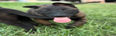 Belgian Malinois 5