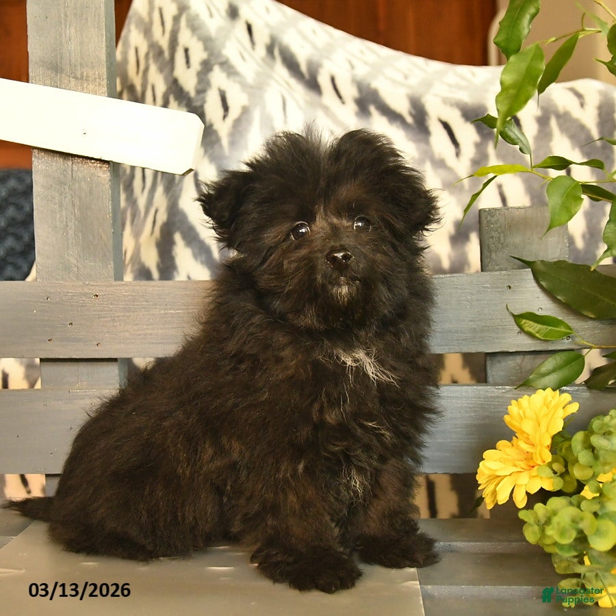 Havapoo dogs Rex - Ad 1