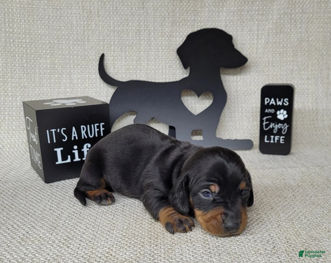 Miniature Dachshund dogs for sale: Simon AKC - Ad 7