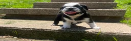 Pug dogs for sale: Ty - Ad 4