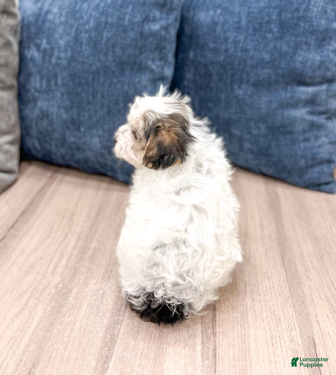 Yorkiepoo dogs for sale: Champ - Ad 5