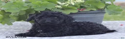 Miniature Poodle dogs for sale: Nevin - Ad 5