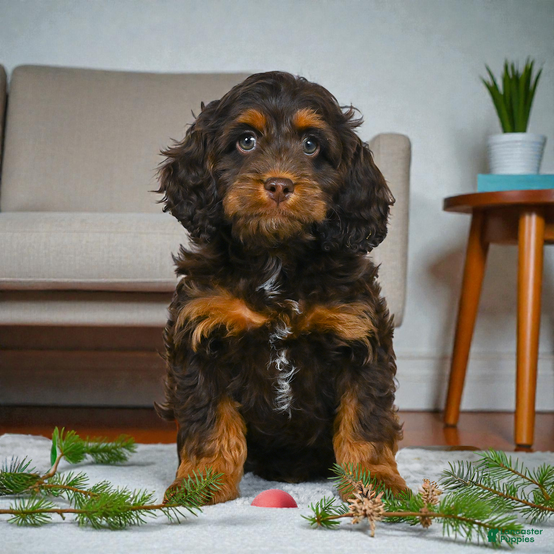 Cockapoo dogs for sale: milo - Ad 1
