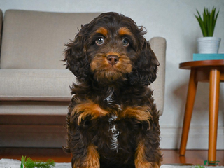 Cockapoo dogs milo - Ad 26