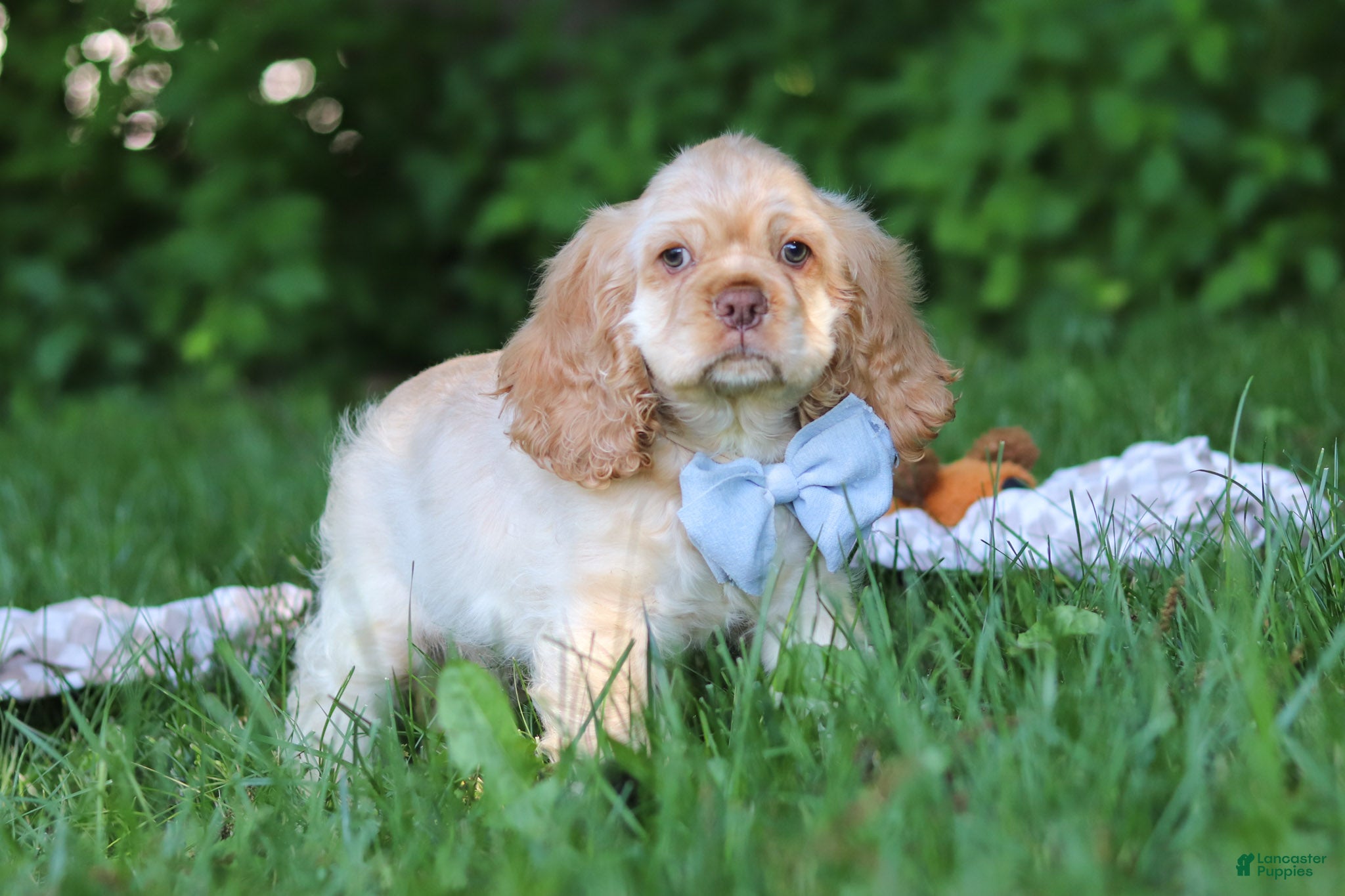 Cocker Spaniel dogs Clark - Ad 2