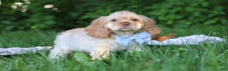 Cocker Spaniel dogs for sale: Clark - Ad 2