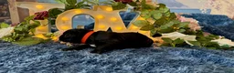 Cane Corso dogs for sale: Olive - Ad 5