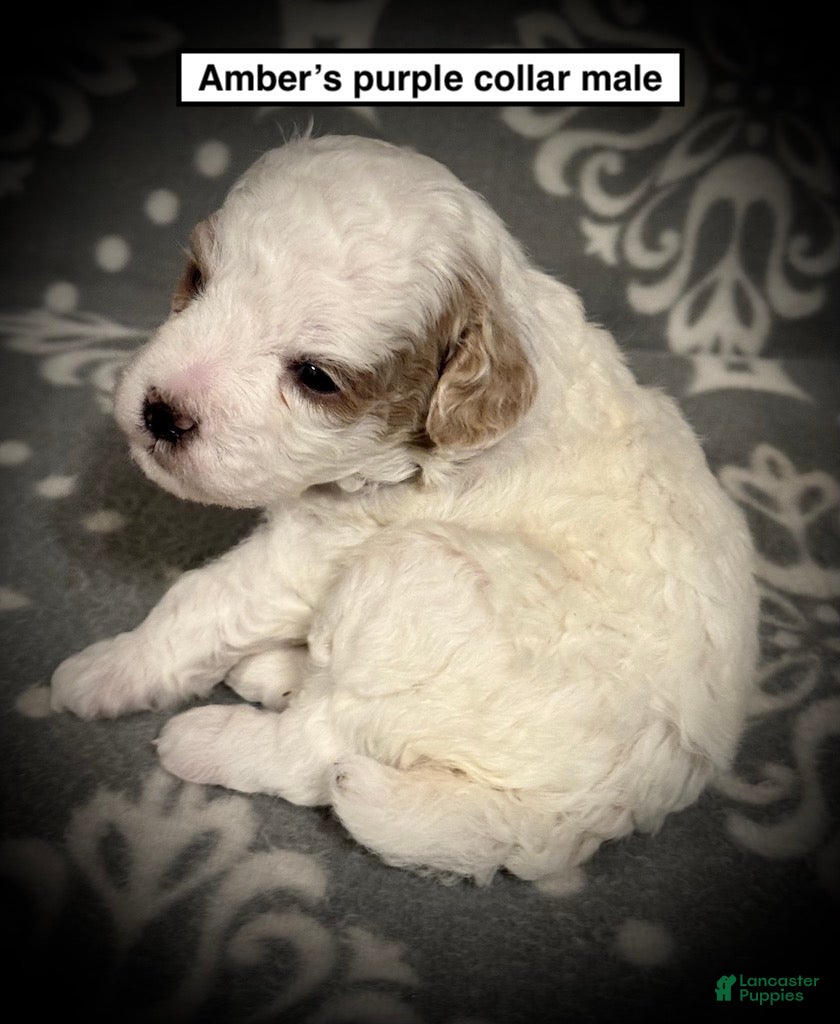 Toy Poodle dogs AKC Amber's Purple Collar Male - Ad 28