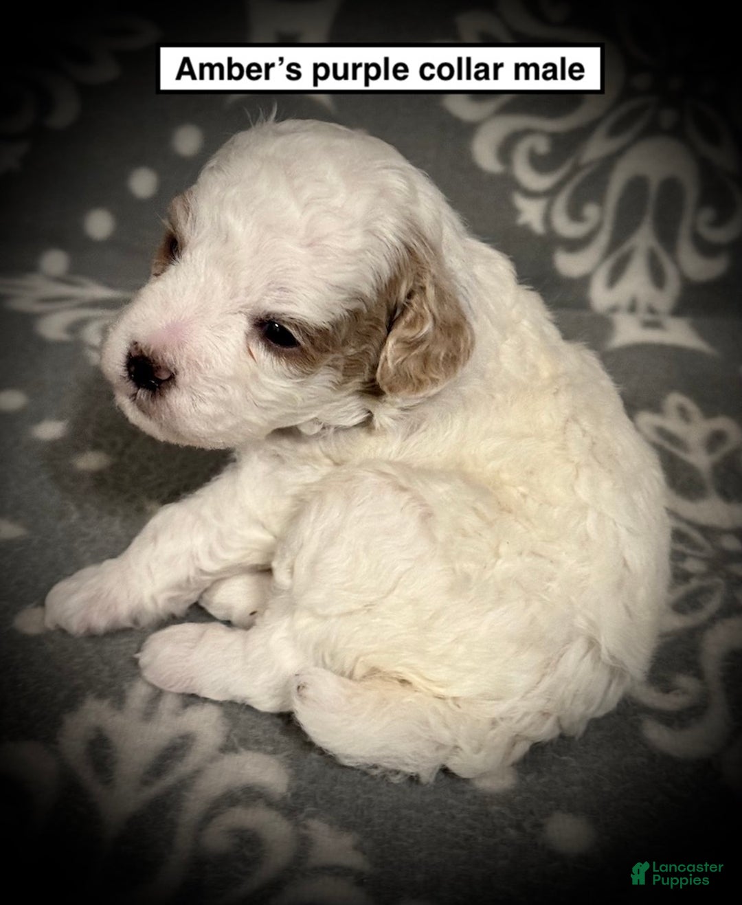 Toy Poodle dogs for sale: AKC Amber's Purple Collar Male - Ad 1