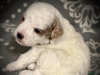Toy Poodle dogs AKC Amber's Purple Collar Male - Ad 16