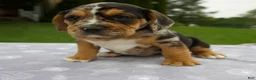 Beabull dogs for sale: Daisy - Ad 6