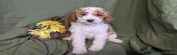 Mixed Breed dogs for sale: Gigi - Ad 4