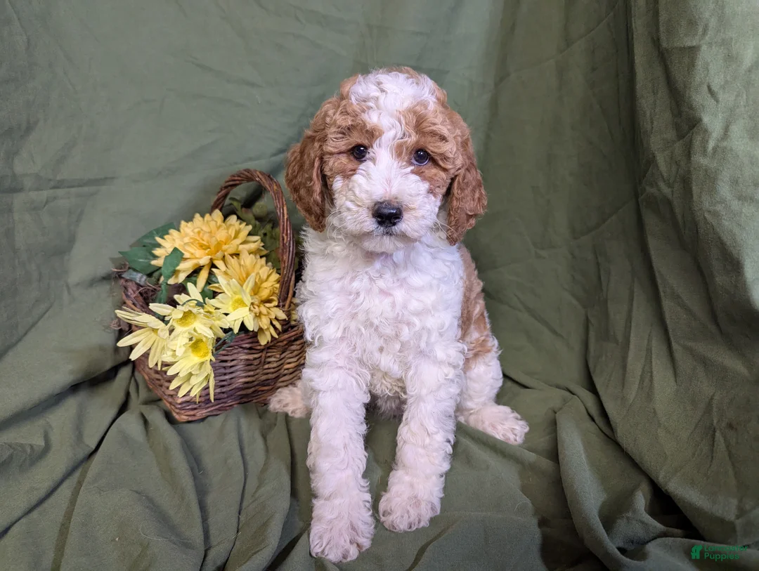 Mixed Breed dogs for sale: Gigi - Ad 4