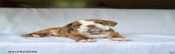 English Bulldog dogs for sale: Hadassah - Ad 2