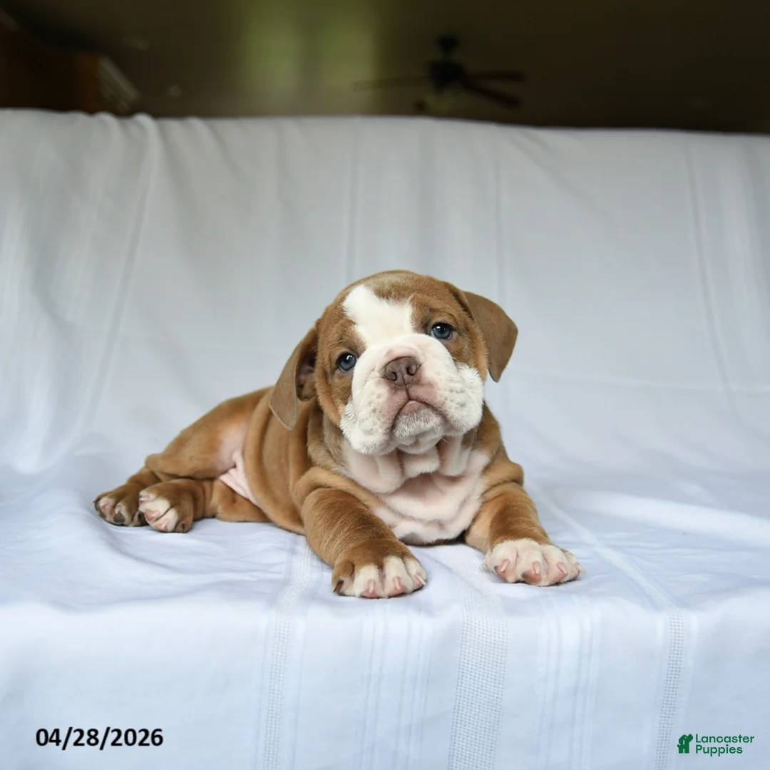 English Bulldog dogs for sale: Hadassah - Ad 2