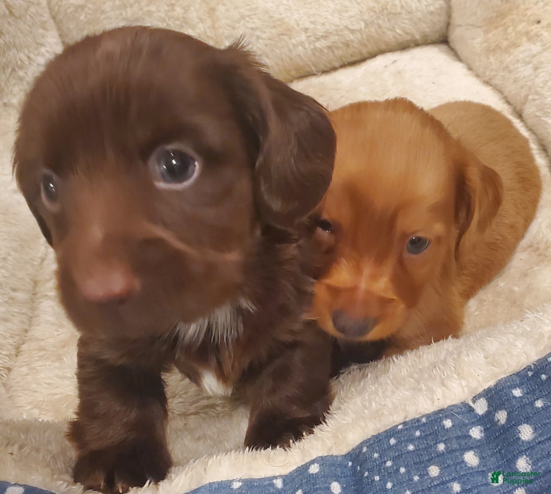 Dachshund dogs for sale: Dachshund Puppy 3 - Ad 3