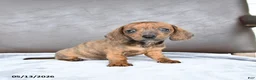 Miniature Dachshund dogs for sale: Cherry - Ad 3