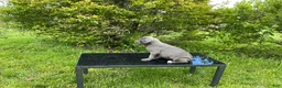 Cane Corso dogs for sale: Cane Corso Puppy 8 - Ad 6