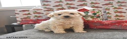 Toy Poodle dogs for sale: Winter  - Ad 2
