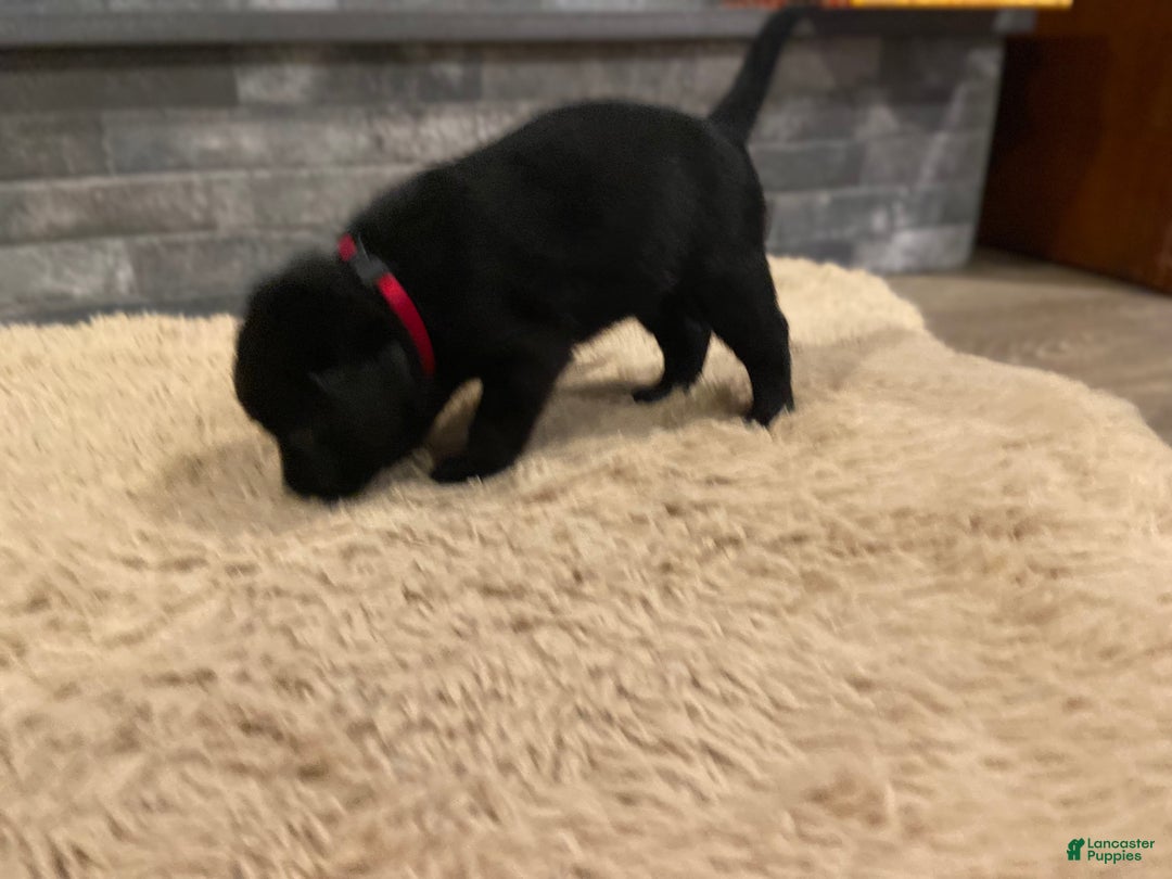 Labrador Retriever dogs for sale: Black Female 2 - Ad 1